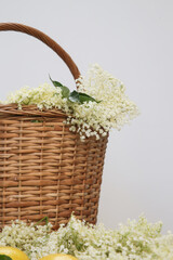 Wicker basket full of elderberry flowers.