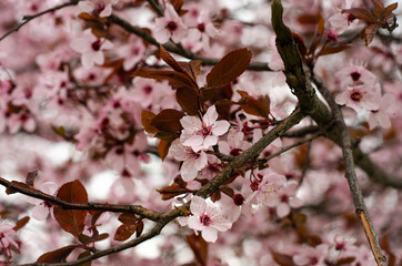 blossom