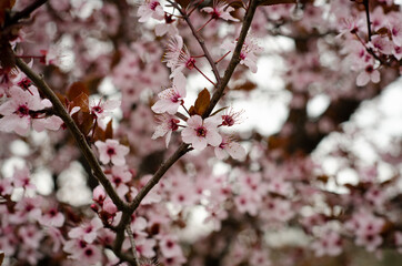 cherry blossom