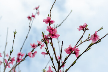 flowers in the wind