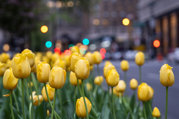 Tulips on Park Ave, Upper East Side, Manhattan 