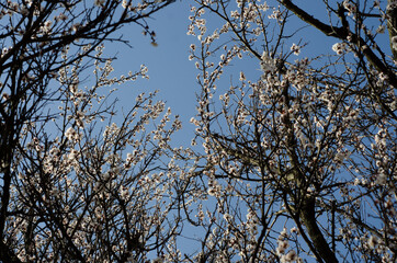 tree branches against blue sky