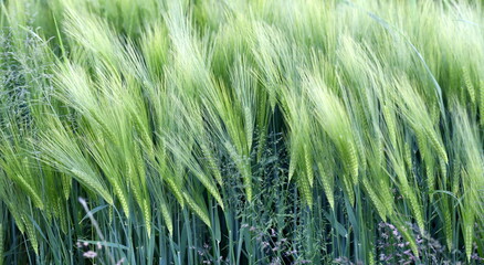 champ de blé