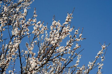 branch of a tree