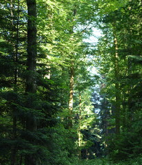 Fototapeta premium forêt
