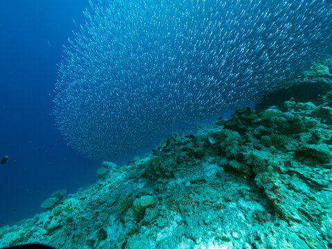 Fischschwarm