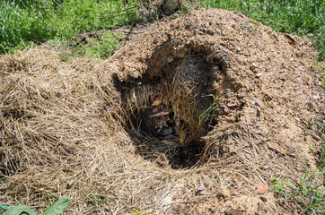 Storage clamp opened in the spring. Created from layers of straw and earth for storing rroot vegetable in winter