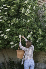 Woman harvesting elderflower in rural area.