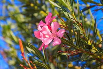 Blooming pink Nerium oleander in a garden