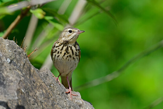 Tree Pipit // Baumpieper (Anthus trivialis)