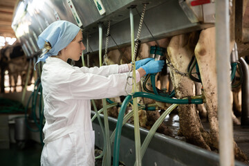 Portrait of skilled dairy-woman working in cowshed, preparing for machine milking of cows