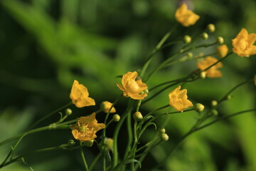 Goldilocks Buttercup, Ranunculus auricomus. Yellow flowers of Goldilocks Buttercup on a green background in bright sunlight. Yellow wildflowers background.