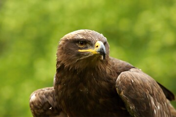 The steppe eagle (Aquila nipalensis) up to close. Steppe eagle portrait. Green background.