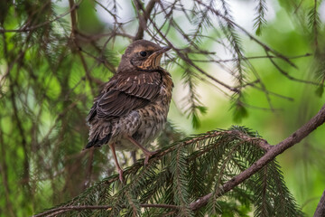 A fieldfare chick, Turdus pilaris, has left the nest and is sitting on a branch. A chick of fieldfare sitting and waiting for a parent on a branch.