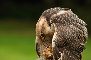 The lanner falcon (Falco biarmicus) feeding and eating a small death chicken.