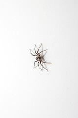 Spider insect on a white background