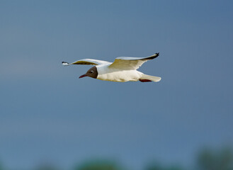 bird in flight
