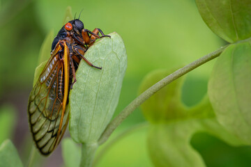 A red-eyed, 17-year Brood X cicada completes its transformation on a plant in the woods of Virginia.