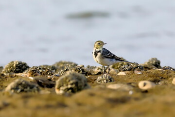 Close-up photo of a young wagtail on a stony beach with rocks full of lots of little shells. White Pied Wagtail, Motacilla alba.