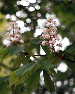 Vertical shot of horse chestnut flowers on a branch