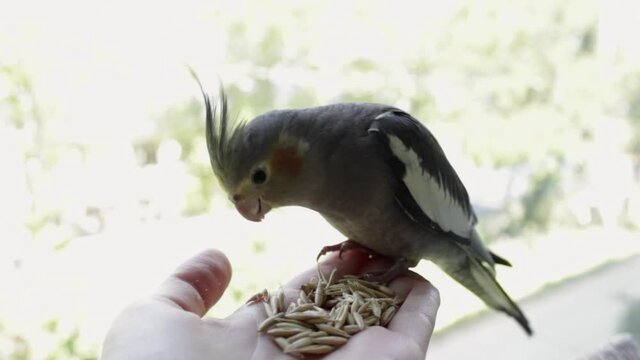 Gray parrot cockatiel eats with hands bird food on blurred background.