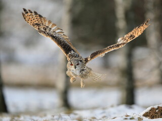 Fototapeta premium A huge, strong, blonde owl with huge orange eyes flying directly to the photographer on a white snowy trees background. Eurasian Eagle Owl, Bubo bubo sibiricus