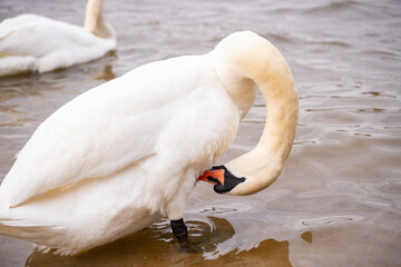 White swan cleans feathers in a pond