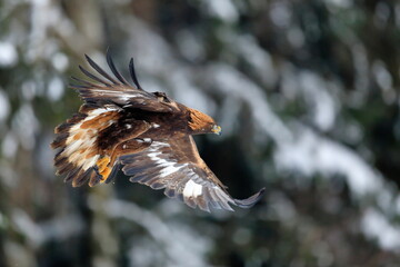 Close-up portrait of Golden Eagle flying in natural environtment, winter time, Aquila chrysaetos.