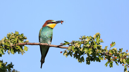 Close-up portrait of Bee-eater sitting on the tree. Flying jewel. European Bee-eater, Merops apiaster