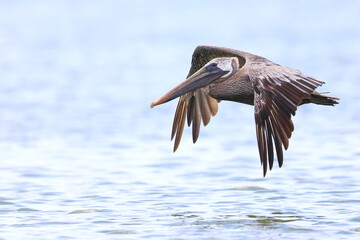 Brown Pelican, Pelecanus occidentalis, Saint Andrews Sate Park, Florida, USA