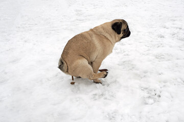 Pug dog sitting and pooping on snow. Winter walking with dog