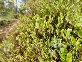 flowers of Vaccinium myrtillus or European blueberry, common bilberry or blue whortleberry