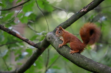 Close-up portrait of red squirrel in natural environment. Eurasian red squirrel, Sciurus vulgaris.