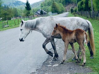 herd of horses at Ukrainian Carpathians, Colochava village