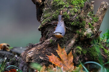 Fototapeta premium Close-up photo of a nuthatch in a natural environment. Eurasian Nuthatch, Sitta europaea.
