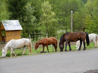 herd of horses at Ukrainian Carpathians, Colochava village