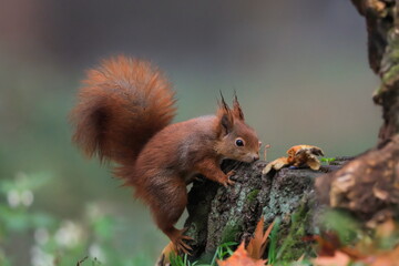 Close-up portrait of red squirrel in natural environment. Eurasian red squirrel, Sciurus vulgaris.