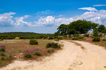 Entrando en la dehesa, Salamanca, Extremadura, Cáceres, Castilla y León, España