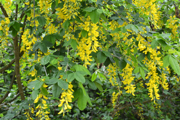 In spring, laburnum blooms in nature