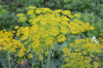 Dill (Anethum graveolens) grows in the garden