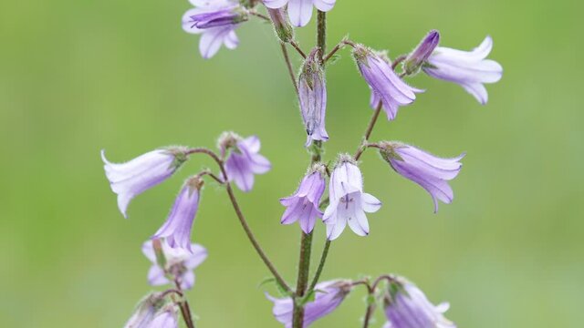 Purple flower of Siberian Bellflower on a meadow, Campanula sibirica