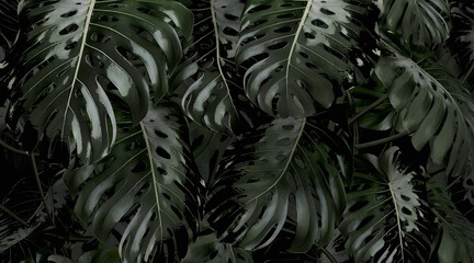 Naklejka na ściany i meble Close Up Of Green Wet Monstera Deliciosa Leaves. Monstera in Dark Tones. 3d rendering