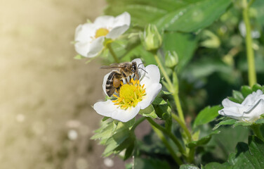 Close up of a bee collecting pollen from a strawberry flower