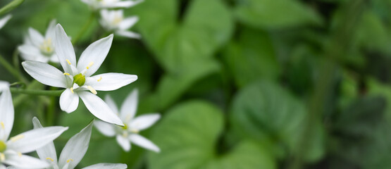Naklejka premium macro Ornithogalum white flower in the garden. horizontal summer background with copy space