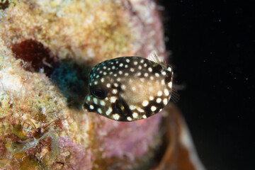 Juvenile Smooth Trunkfish on Caribbean Coral Reef