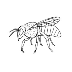 Vector hand drawn doodle sketch bee isolated on white background