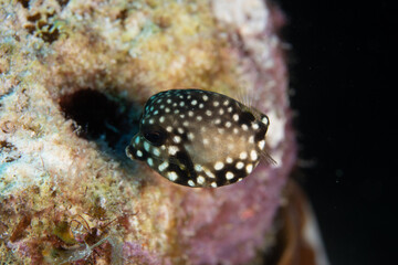 Juvenile Smooth Trunkfish on Caribbean Coral Reef