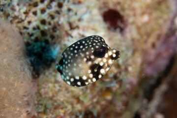 Naklejka na ściany i meble Juvenile Smooth Trunkfish on Caribbean Coral Reef