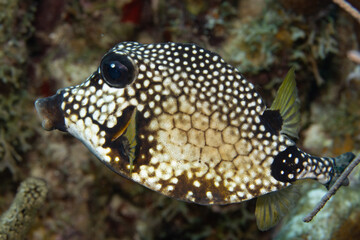 Smooth Trunkfish on Caribbean Coral Reef