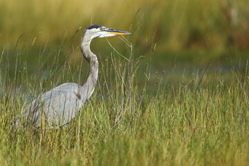 Obraz premium Great blue heron, Ardea herodias, Saint Andrews Sate Park, Florida, USA
